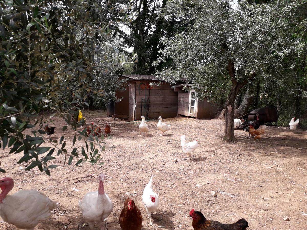 Alle Preci Country House Santa Restituta Екстер'єр фото
